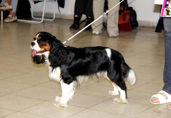 kavalír king charles španěl