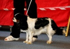 kavalr king charles spaniel