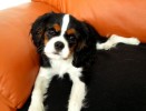 kavalr king charles spaniel