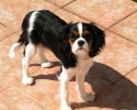 kavalr king charles spaniel