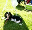 kavalr king charles spaniel