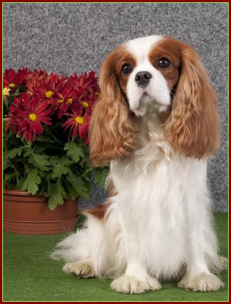 Smoky von der Zigeunerkiefer kavalír king charles španěl