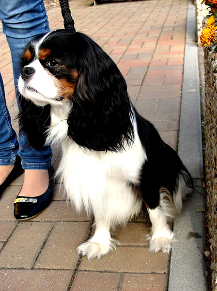 kavalír king charles španěl