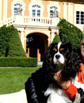 kavalr king charles panl