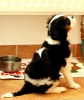 kavalr king charles spaniel