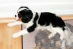 kavalr king charles spaniel