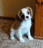 kavalr king charles spaniel