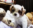 kavalr king charles spaniel